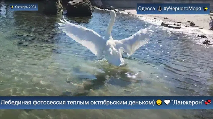 Одесса ⚓Лебединая фотосессия теплым октябрьским деньком)🌞🤍"Ланжерон"💞 #уЧерногоМоря ✨ Октябрь 2024